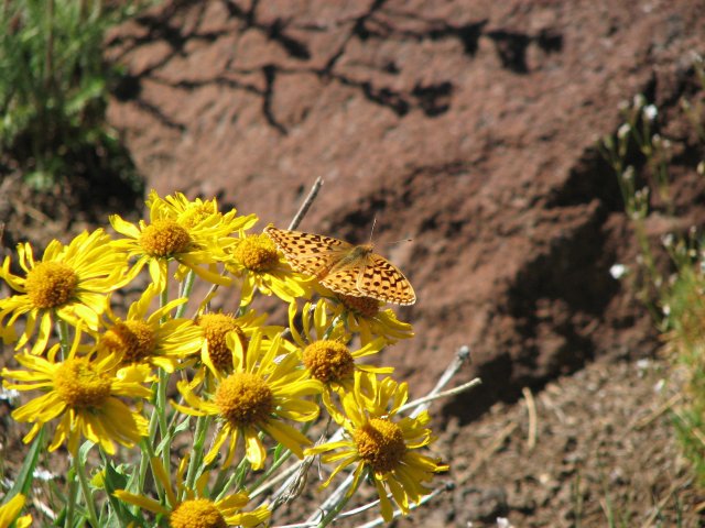 Arnica with butterfly
